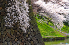 堀の桜