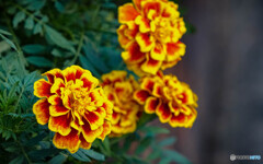 マリーゴールド