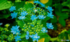 紫陽花