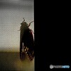 蝉