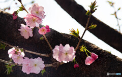 桜咲く