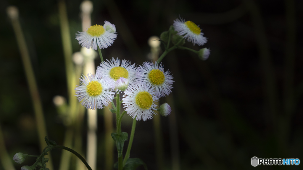 野草の花