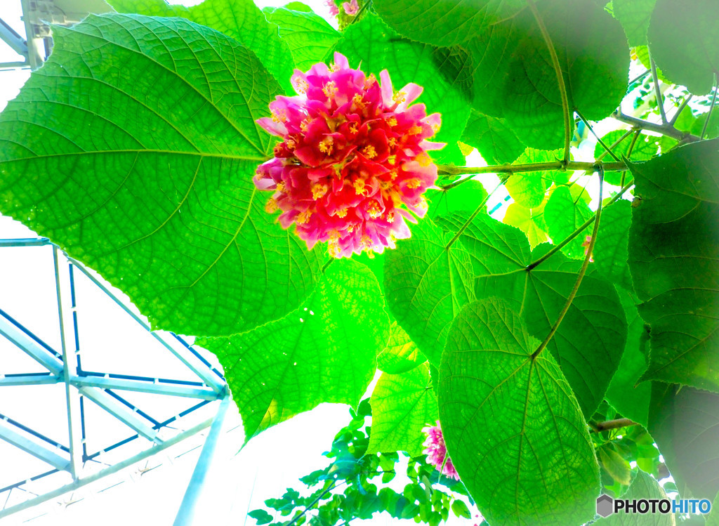 温室の植物