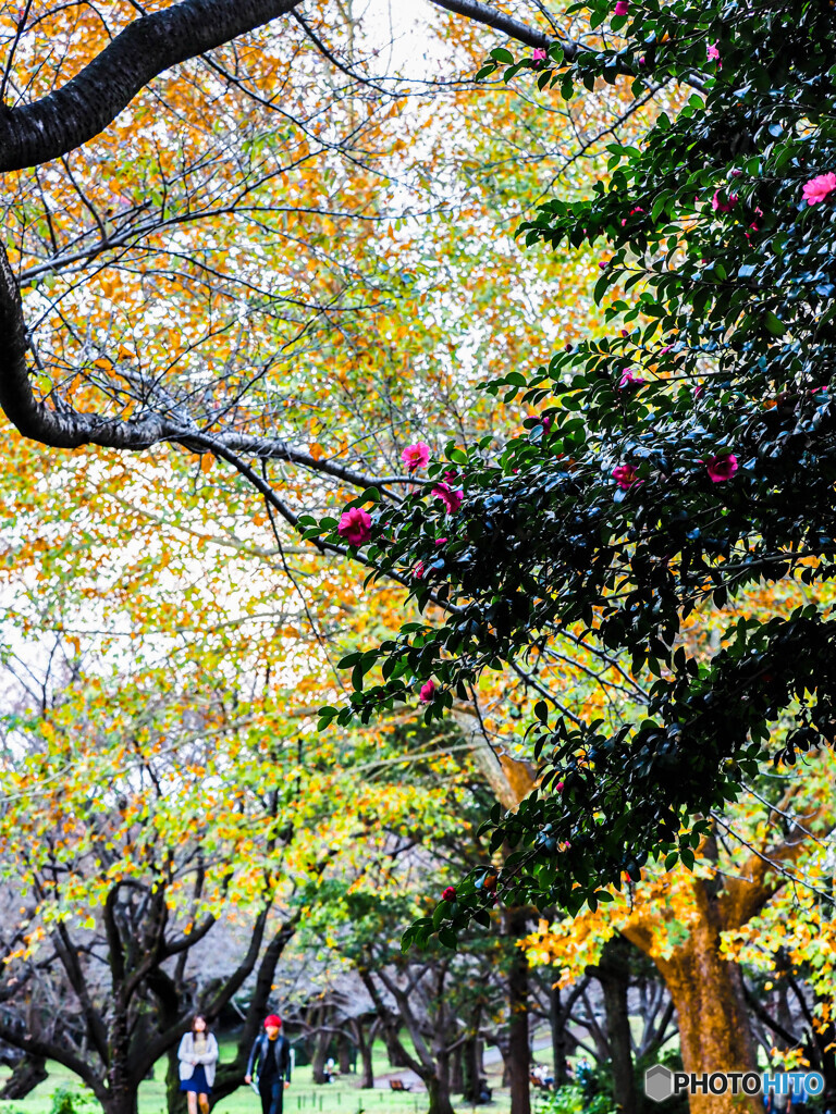 紅葉に親しむ