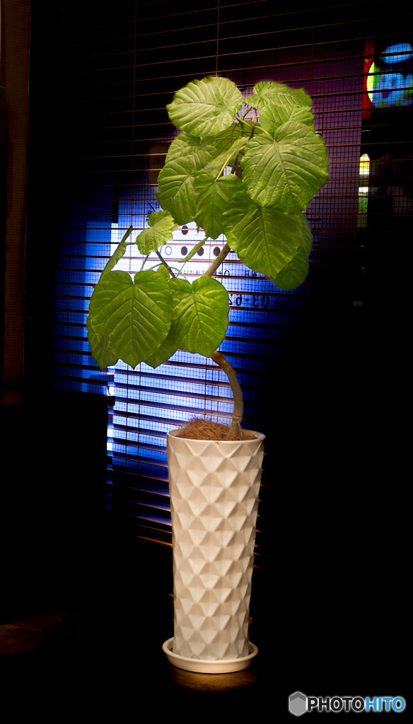 鉢植えの植物