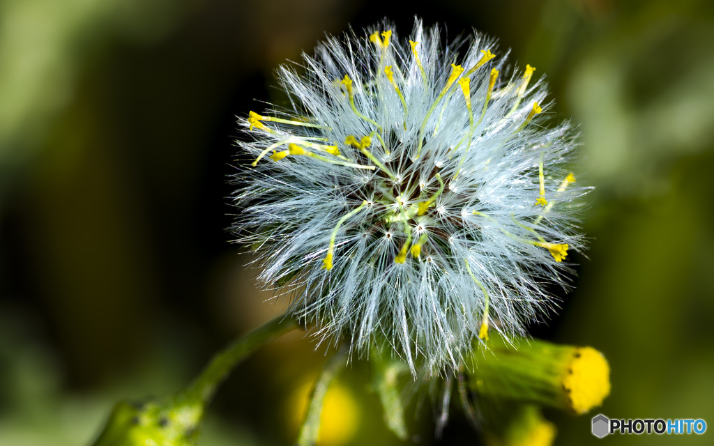 雑草の花