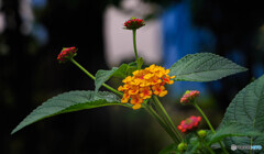 野草の花