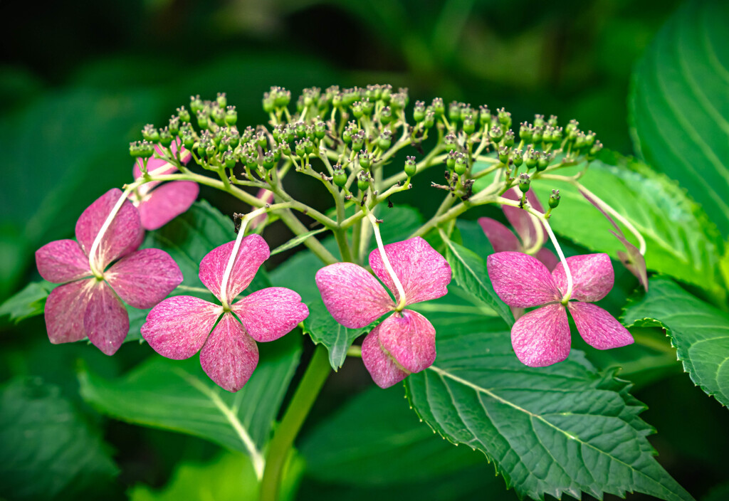 紫陽花終わる
