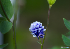 一輪の花