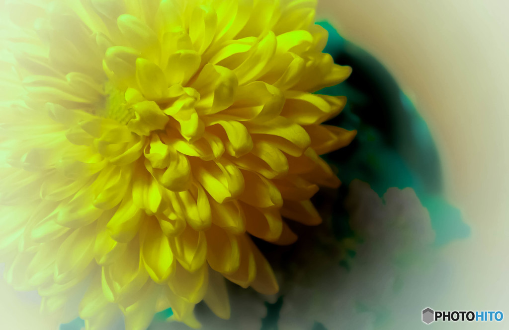 菊