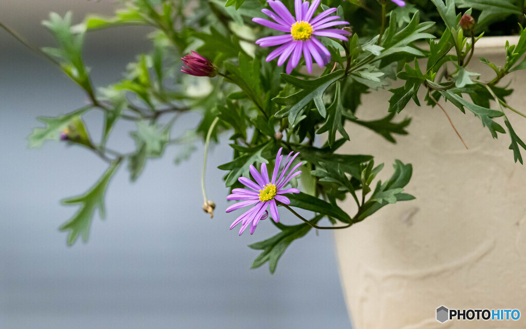 鉢植えの花