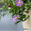 鉢植えの花