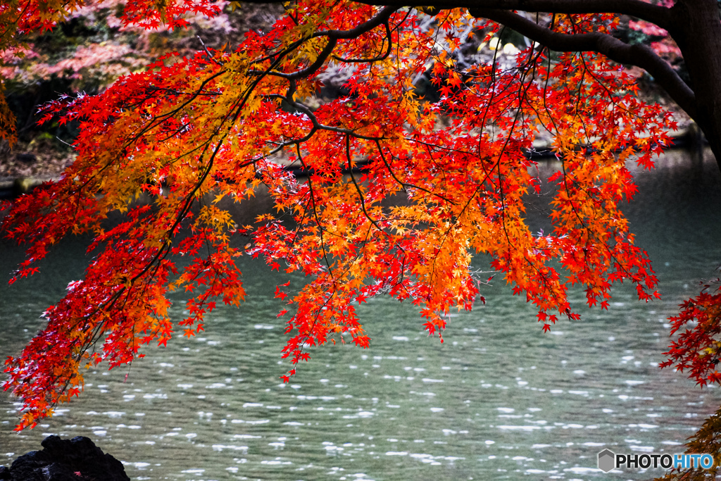 紅葉狩り