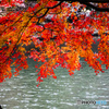 紅葉狩り
