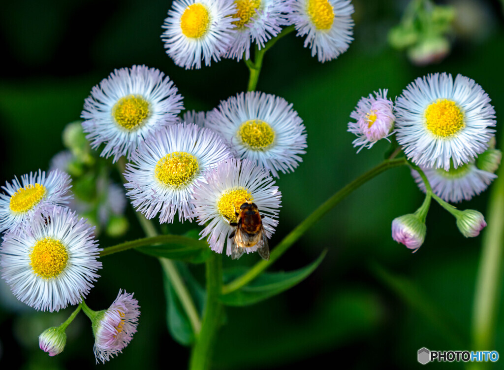 野の花