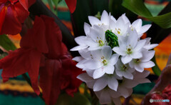 花瓶の花