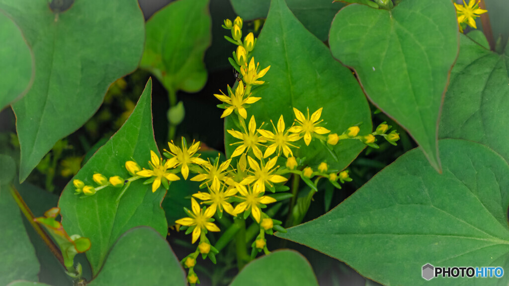 小さな花