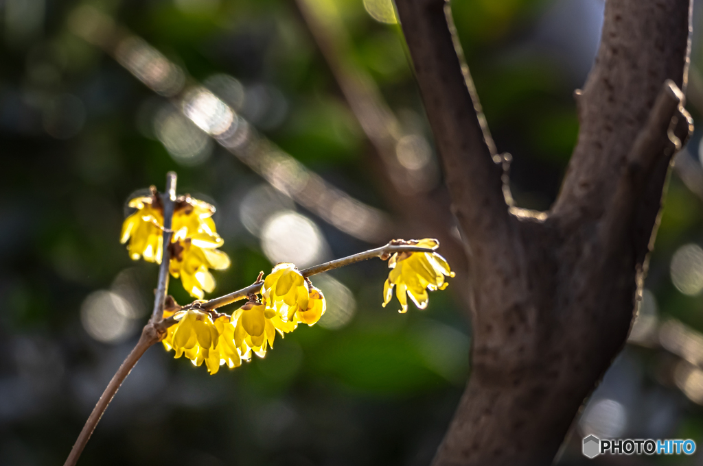 冬の花