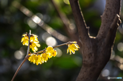 冬の花