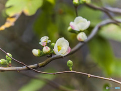 季節の花