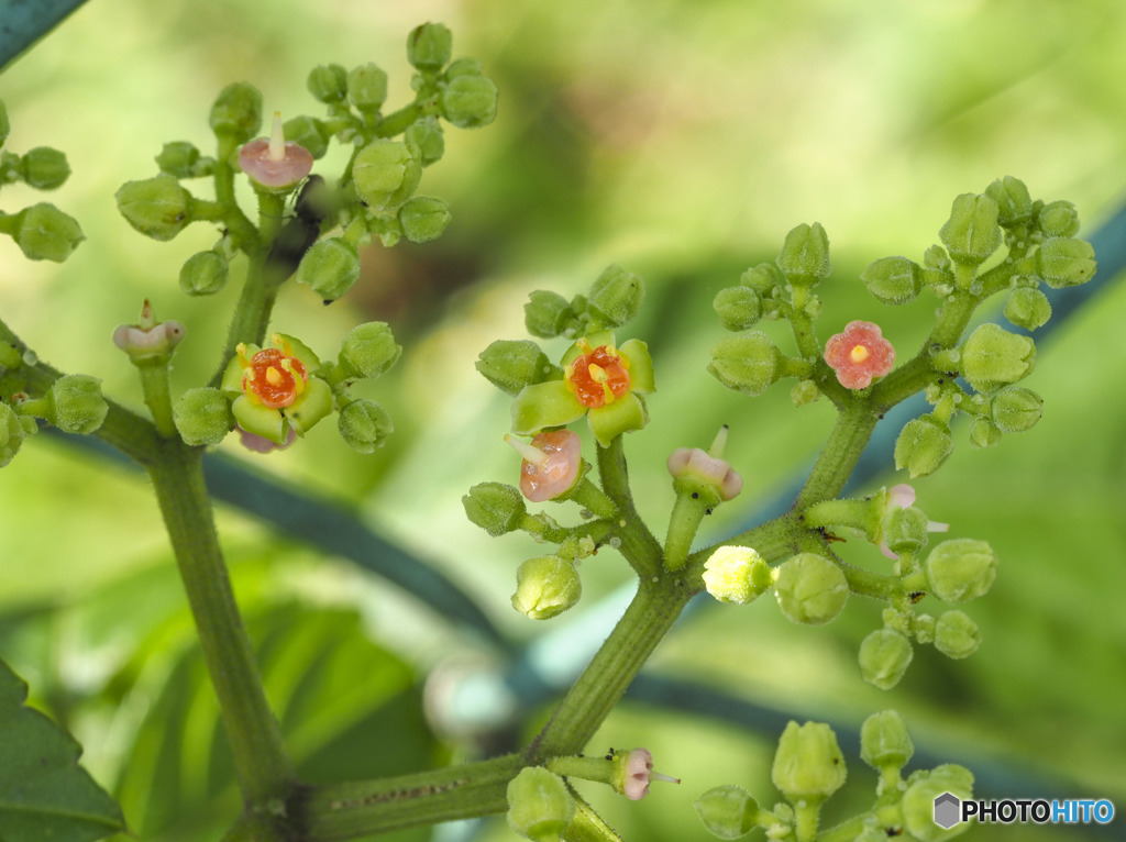 雑草の花