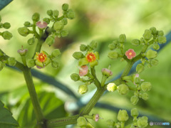 雑草の花