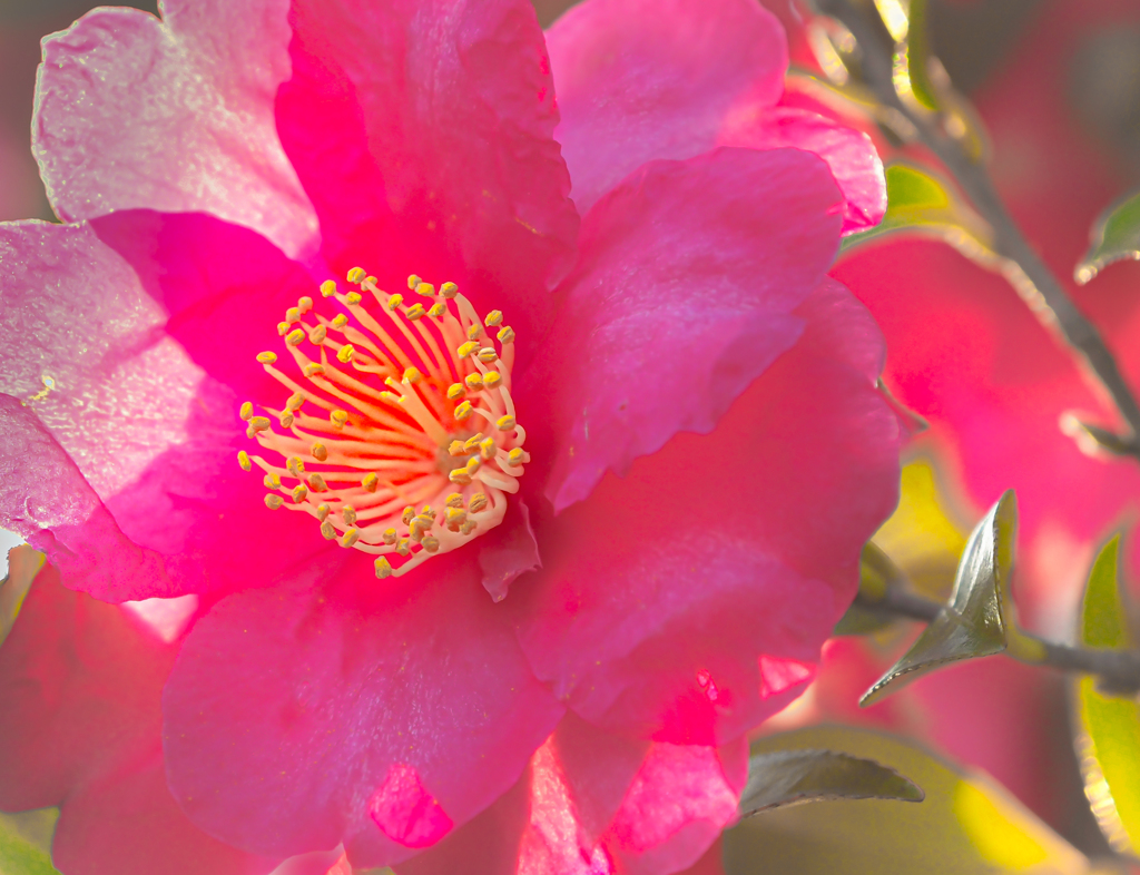 山茶花