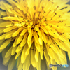 タンポポ