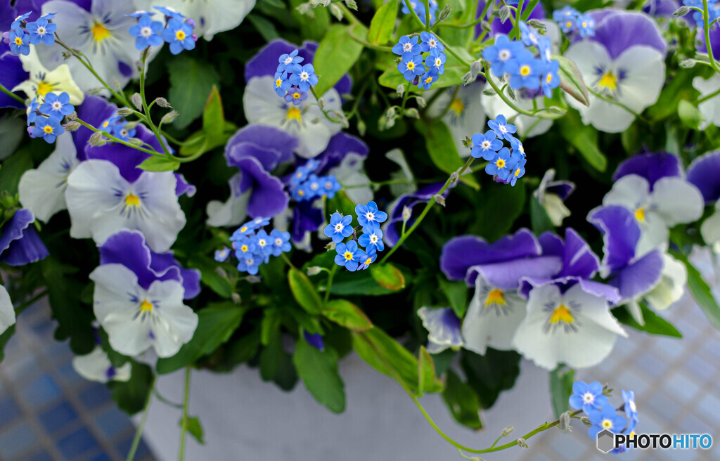 春の鉢植えの花