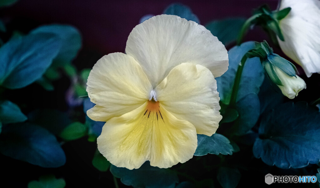 鉢植えの花