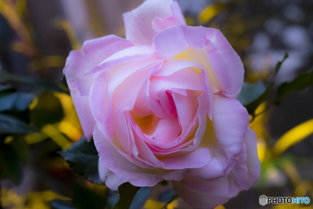 薔薇