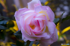 薔薇