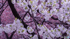 満開の桜