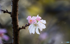 冬に咲く桜