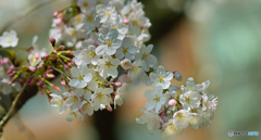 満開の桜
