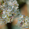 満開の桜