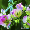 ブーゲンビレア
