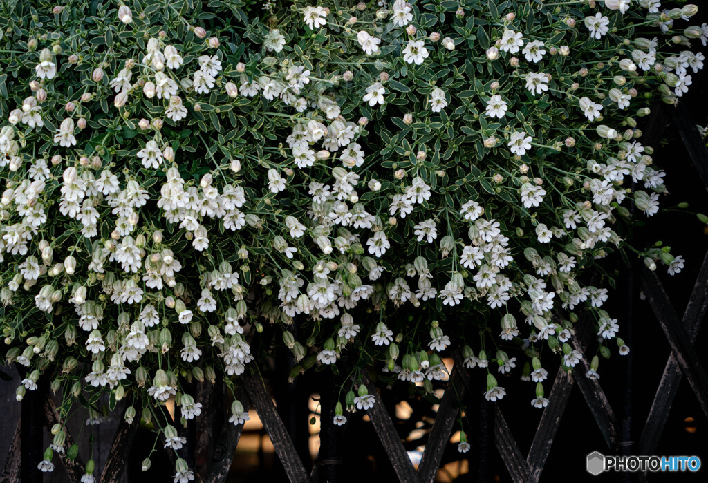 寄せ植えの花