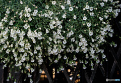 寄せ植えの花