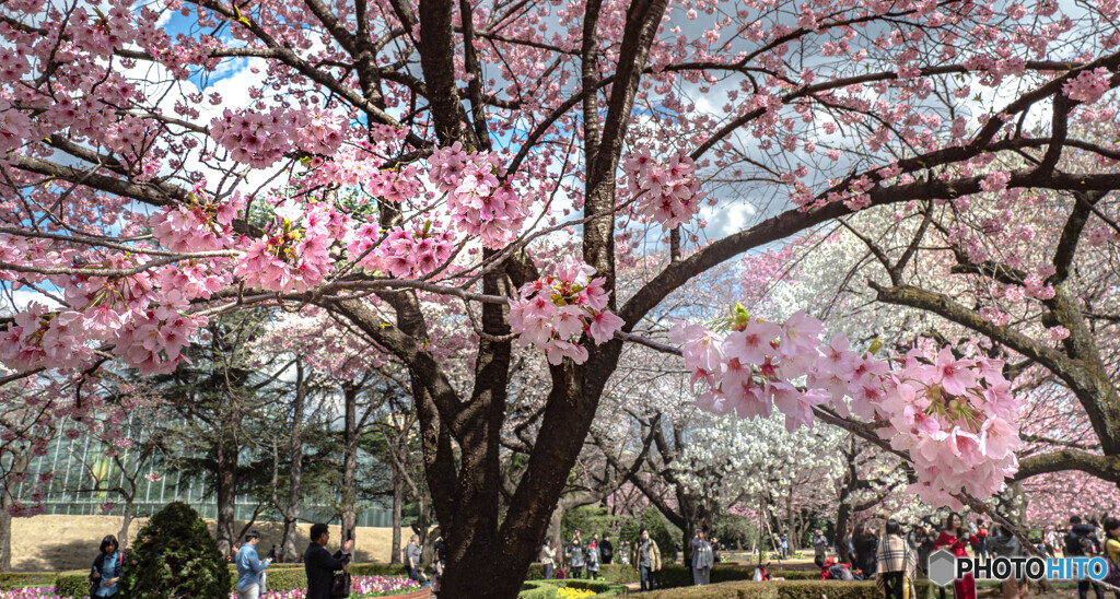 桜に集う