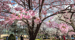 桜に集う