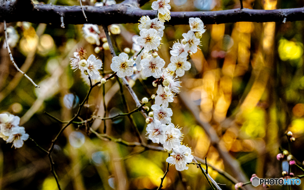 梅花