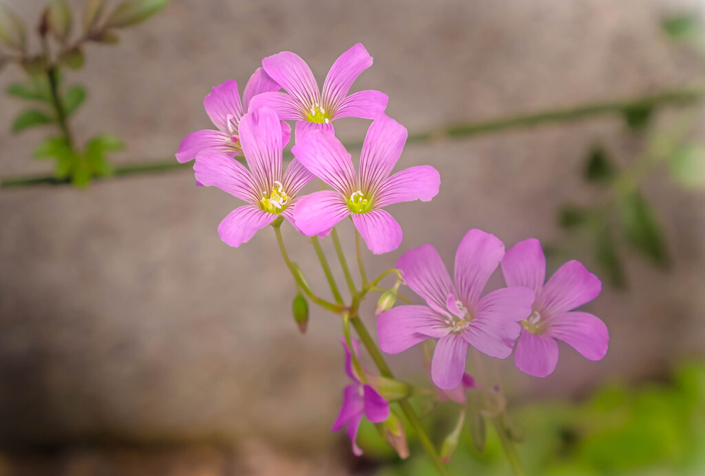 雑草の花