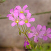 雑草の花