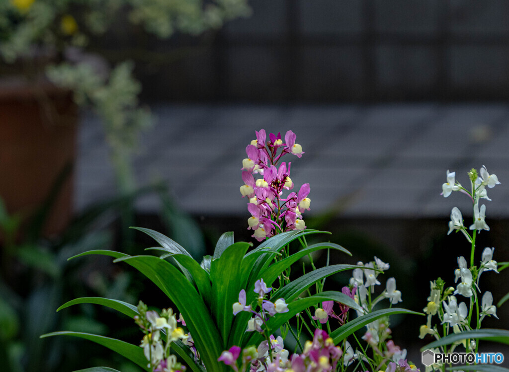 _flower