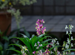 _flower