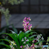 _flower