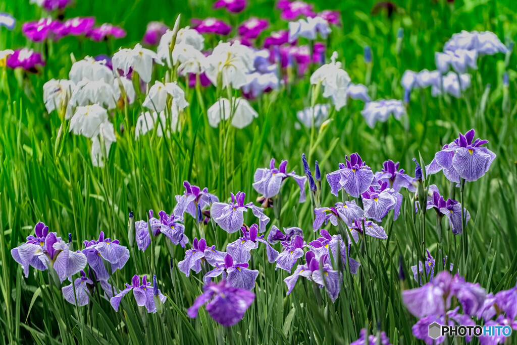 菖蒲