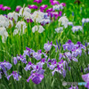 菖蒲