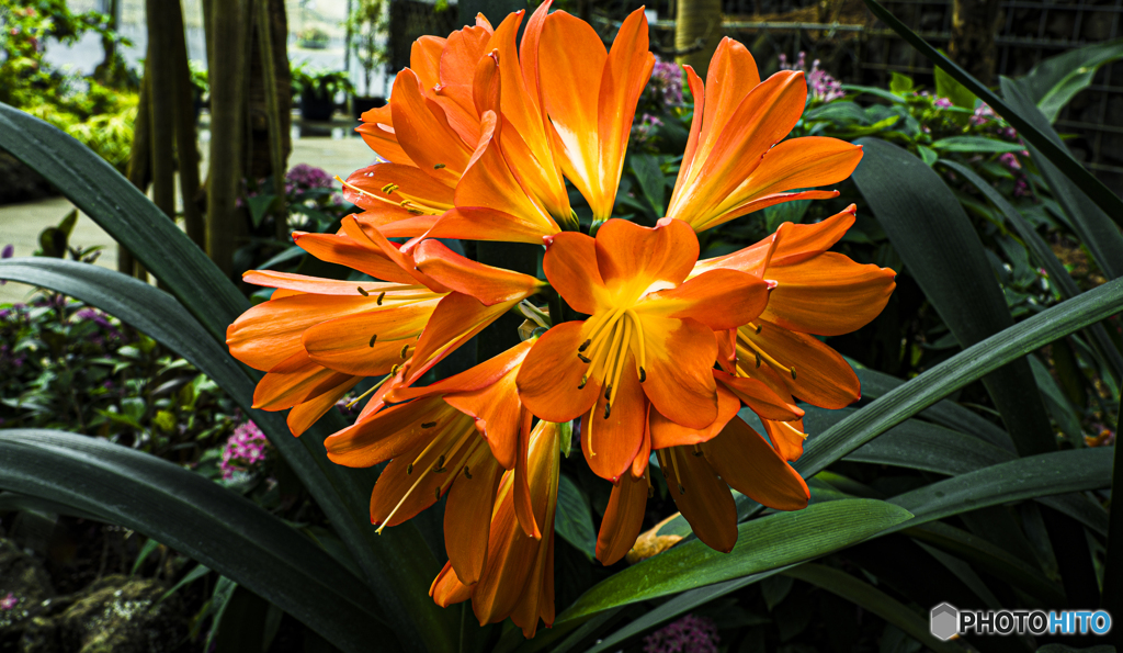 flower